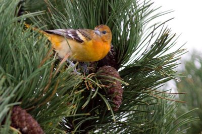 Baltimore Oriole - Icterus galbula