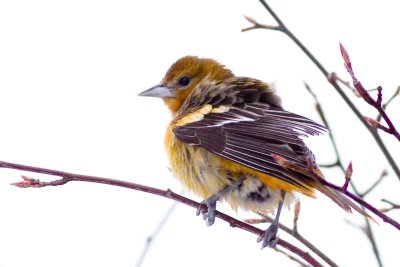 Baltimore Oriole - Icterus galbula