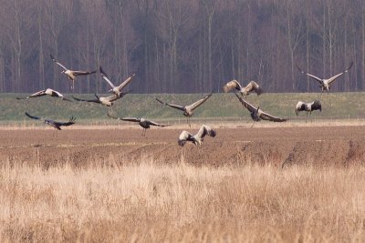 Common Cranes - Grus grus