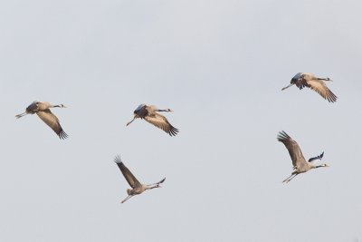 Common Cranes - Grus grus