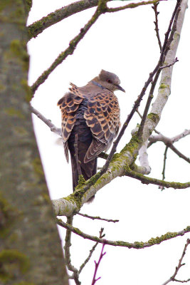 Oriental Turtle Dove - Streptopelia orientalis meena