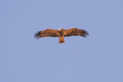 Imperial Eagle - Aquila heliaca