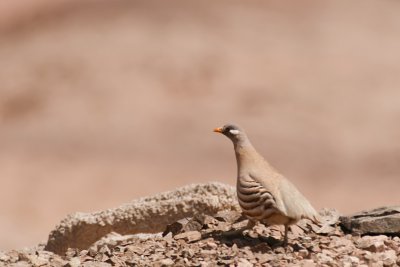Sand Partridge - Ammoperdix heyi