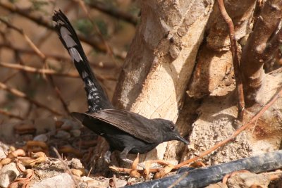 Black Bush Robin - Cercotrichas podobe