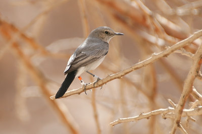 Blackstart - Cercomela melanura