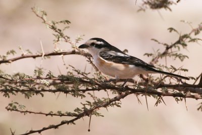 Masked Shrike - Lanius nubicus