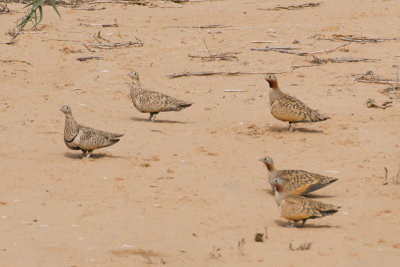 Black-bellied Sandgrouse - Pterocles orientalis