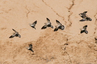 Black-bellied Sandgrouse - Pterocles orientalis