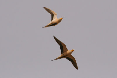 Spotted Sandgrouse - Pterocles senegallus