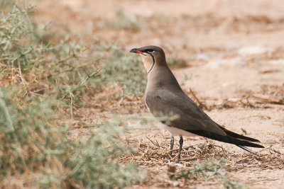 Collared Pratincole - Glareola pratincola