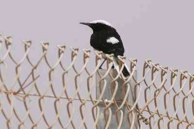 Hooded Wheatear - Oenathe monacha