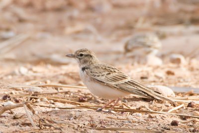 Short-toed Lark - Emberiza brachydactyla