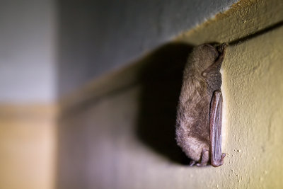 Daubenton's Bat - Myotis daubentonii