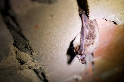 Daubenton's Bat - Myotis daubentonii