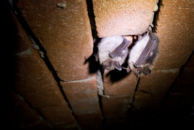 Whiskered Bats - Myotis mystacinus