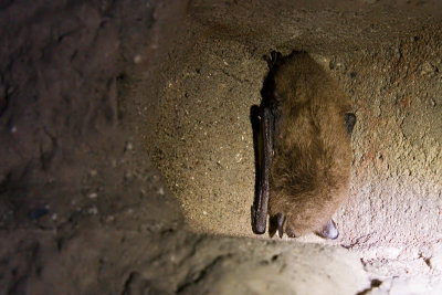 Whiskered Bat - Myotis mystacinus