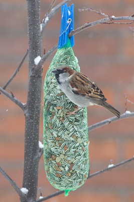 House Sparrow - Passer domesticus