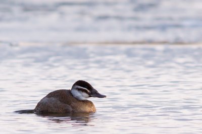 White-headed Duck - Oxyura leucocephala