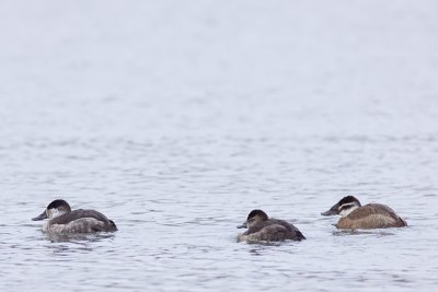 White-headed Duck - Oxyura leucocephala