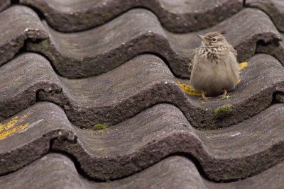 Crested Lark - Gallerida cristata