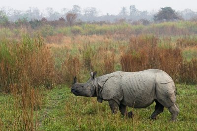 Greater One-horned Rhinoceros - Rhinoceros unicornis