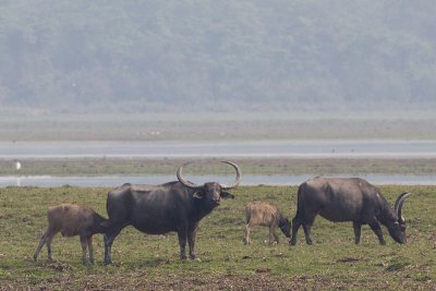 Asiatic Wild Buffalo - Bubalus arnee