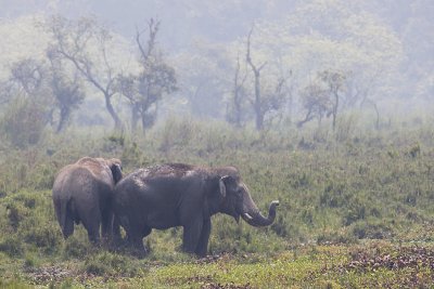 wild Asian Elephant - Elephas maximus