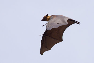 Indian Flying Fox - Pteropus giganteus