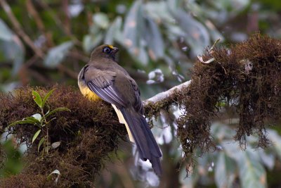 Wards Trogon - Harpactes wardi