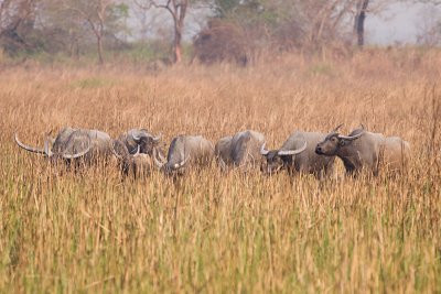 Asiatic Wild Buffalo - Bubalus arnee
