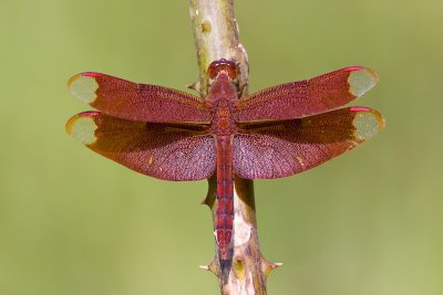 dragonfly sp.