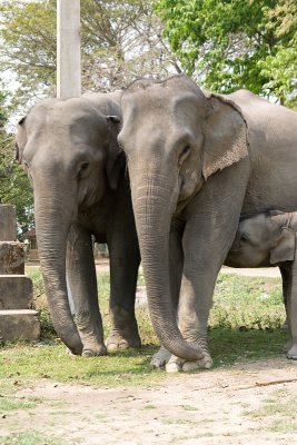 domestic  Asian Elephant - Elephas maximus