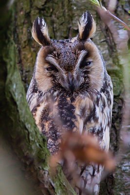 Long-eared Owl - Asio otus