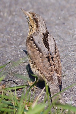 Wryneck - Jynx torquilla