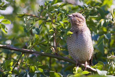 Wryneck - Jynx torquilla