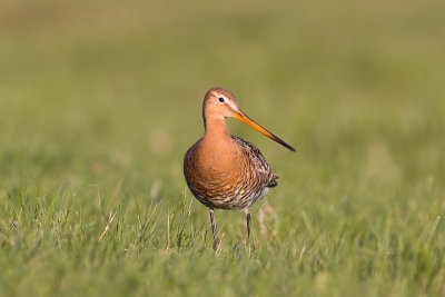 Black-tailed Godwit - Limosa limosa