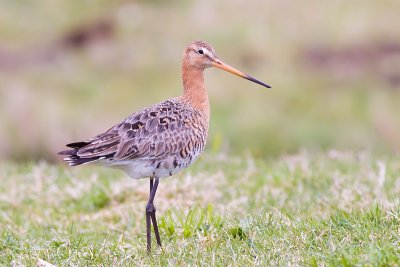 Black-tailed Godwit - Limosa limosa