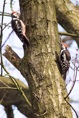 Middle Spotted Woodpecker - Dendrocopos medius