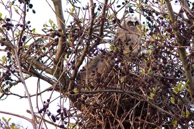 Long-eared Owl - Asio otus
