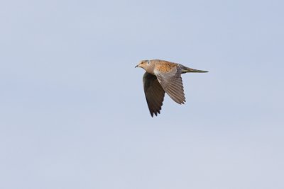 European Turtle Dove - Streptopelia turtur