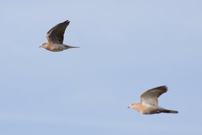 g3/94/622494/3/123948151.F5nBPmTJ.jpg