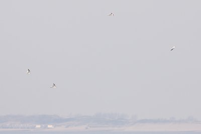Caspian Terns - Sterna caspia