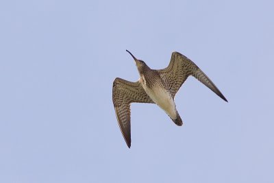 Whimbrel - Numenius phaeopus