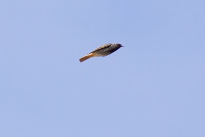 Black Redstart - Phoenicurus ochruros