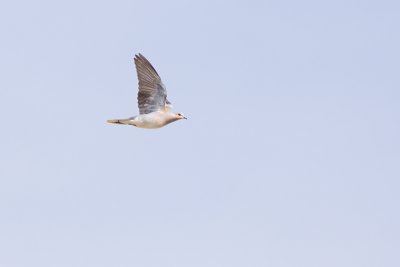 European Turtle Dove - Streptopelia turtur