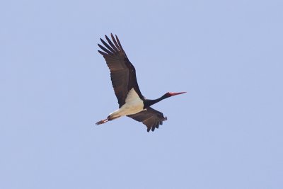 g3/94/622494/3/123948167.kH0ZWWSZ.jpg