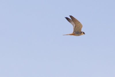 Eurasian Hobby - Falco subbuteo