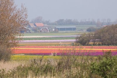 spring colors