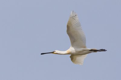 Eurasian Spoonbill - Platalea leucorodia