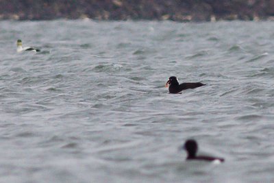 Surf Scoter - Melanitta perspicillata